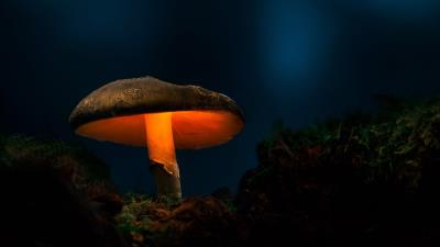 Mushroom Nature Photography Light Wallpaper