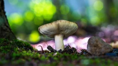 Mushroom Nature Photography Macro Image Wallpaper