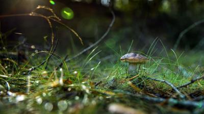Mushroom Nature Photography Macro Wallpaper