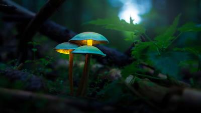 Mushroom Photography Fungi Nature Wallpaper