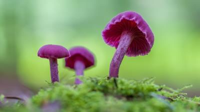 Mushroom Purple Green 4k Wallpaper Wallpaper