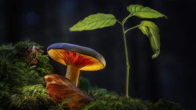 Nature Forest Mushrooms Macro 4k Wallpaper