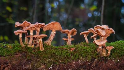 Nature Mushrooms Photography Forest Wallpaper