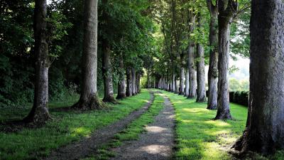 Nature Trees Path Park Wallpaper