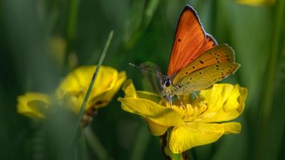 Orange Butterfly On Yellow Flower Wallpaper