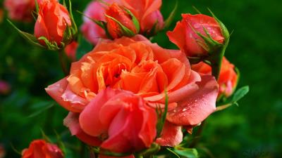 Orange Roses 4k Wallpaper