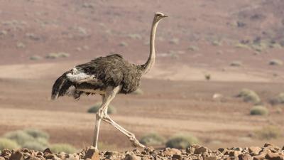 Ostrich Bird 4k Wallpaper Wallpaper
