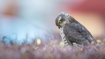 Owl Photography Bird Animal Wallpaper