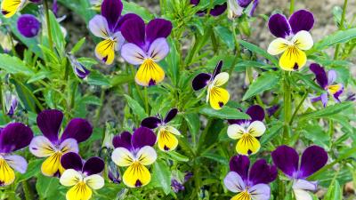 Pansy Viola Tricolor Flowers 8k Wallpaper