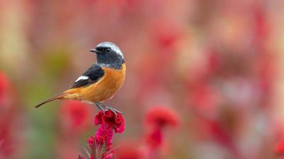 Photography Bird Perch Animal Wallpaper
