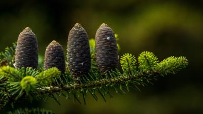 Pine Flower 8k Wallpaper