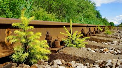 Pine Sapling Growing On The Railway Wallpaper