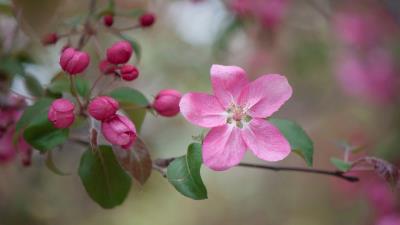 Pink Flower Buds 2k Wallpaper Wallpaper