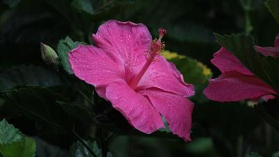 Pink Hibiscus Wallpaper