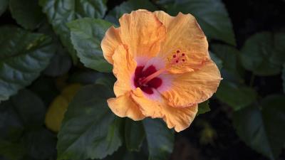 Plant Orange Hibiscus Flower Wallpaper