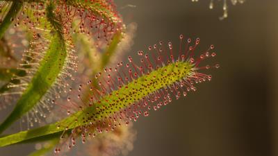 Plant Photography Sundews Flower Wallpaper