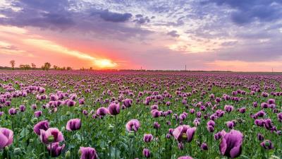 Pretty Field At Sunset Wallpaper