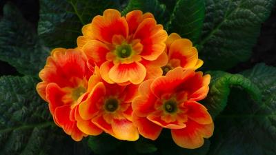 Primula Flowers Orange Leaves Wallpaper