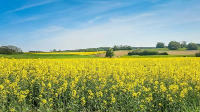 Rapeseed Fields Wallpaper