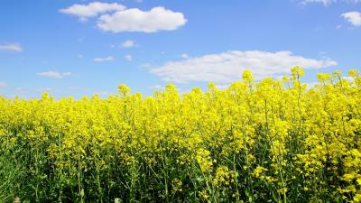 Rapeseed Plants Wallpaper