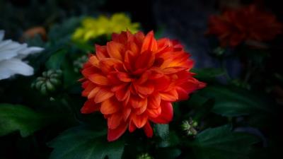 Red Chrysanthemums Wallpaper