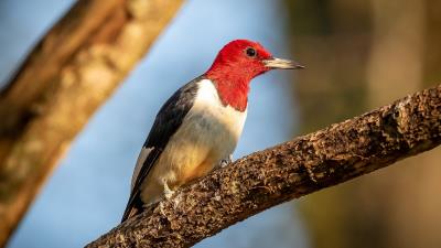 Red Headed Woodpecker Wallpaper