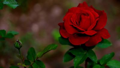 Red Rose Wallpaper