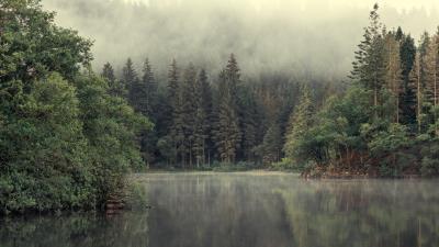 River Forest 2k Wallpaper Wallpaper