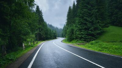Road Forest Trees Wallpaper
