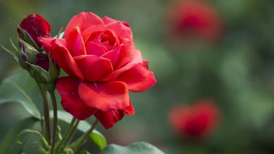 Rose Red Flowers Buds Wallpaper