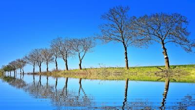 Row Of Trees Near Water Wallpaper