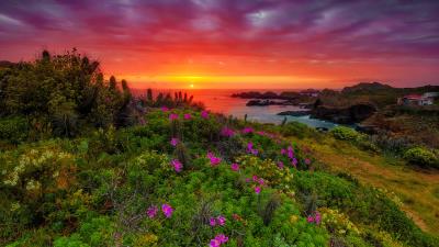 Sea Summer Wildflowers Pacific Ocean Wallpaper