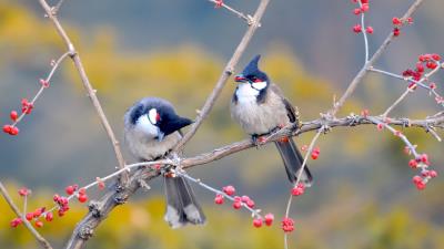 Small Birds On Tree Branch 4k Wallpaper Wallpaper