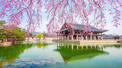 Spring Flowers Landscape Sakura Wallpaper