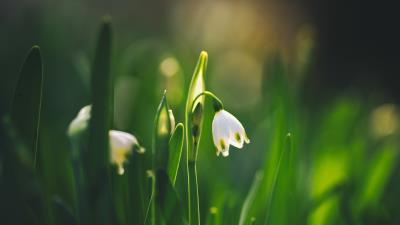 Spring Snowflake 4k Wallpaper Wallpaper