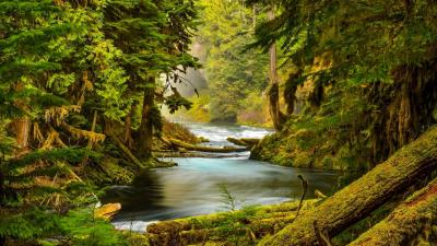 Stones Forest Moss Trees River Wallpaper