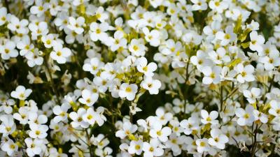 Sweet Alyssum Flowers 8k Wallpaper