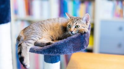 Tabby Cat 8k Wallpaper