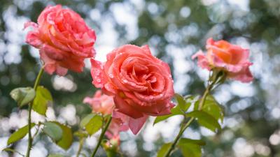 Three Roses Dew Drops 8k Wallpaper
