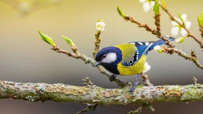 Titmouse Animal Bird Photography Wallpaper