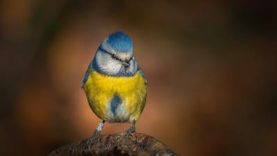 Titmouse Bird 4k Wallpaper Wallpaper