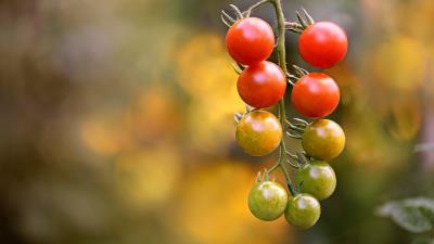 Tomato 2k Wallpaper Wallpaper