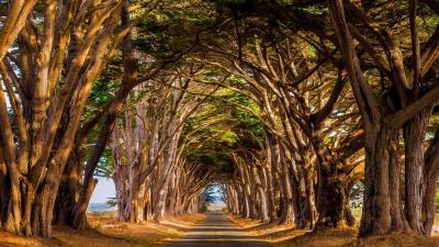 Tree Tunnel Wallpaper