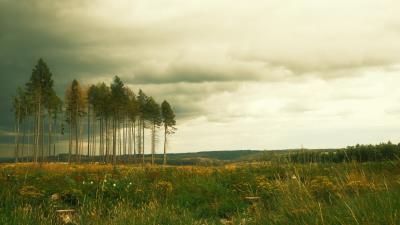 Trees Nature Sky Landscape Wallpaper