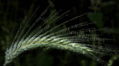 Water Drop Barley Corn Dew Green Rain 4k Wallpaper Wallpaper