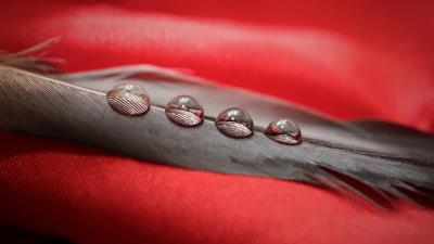 Water Drops On Feather Wallpaper