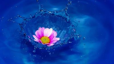 Water Flower Drops 2k Wallpaper