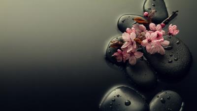 Wet Flowers Water Pink Wallpaper