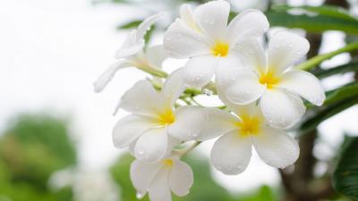 White Frangipani Close Up Plumeria Wallpaper