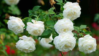 White Roses Wallpaper
